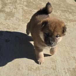 Shiba Inu Puppies from Diwasou