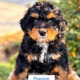 Phantom (of the opera) - Tri-color male Bernedoodle puppy in Rose Hill, North Carolina from Red Door Canines