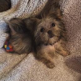 Willow - Sable female Mi-Ki puppy in Toronto, Ohio from Shekinah’s Mi-Kis & Cricket Hill’s Westies