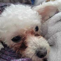 Tala - Poodle