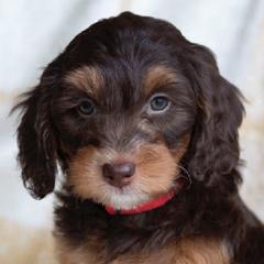 Bernedoodles, Bernese Mountain Dogs, Golden Mountain Doodles, and Golden Retrievers from Mercy Mountain Bernedoodles