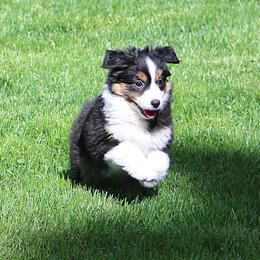 Girl 1 - female Miniature American Shepherd puppy in Elgin, Oregon from LongMile Aussies