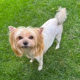 Dasha - Blue and gold female Yorkshire Terrier puppy in Portland, Oregon from Bohemian Beauty Yorkshire Terrier