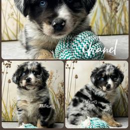 (8) Chanel, BMF - Blue merle female Miniature American Shepherd puppy in Huntington, Texas from JKKJ Farms, LLC