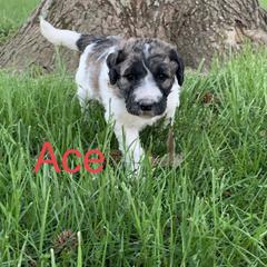 Double Doodle Puppies from Little Muddy Doodles