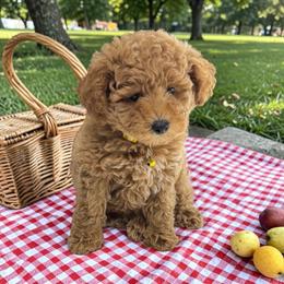 Lemon - Apricot female Goldendoodle puppy in Gainesville, Florida from Pet Inn Xxweetdoodles