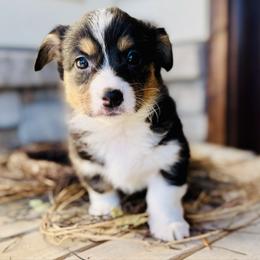 Maple-Med purple collar - Black and tan female American Corgi puppy in Benjamin, Utah from Nuna’s  Corgis