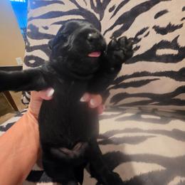 Carson - Black male Scottish Terrier puppy in Crossville, Tennessee from Cavern Kennels