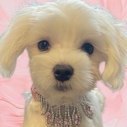 Dachshunds, Dalmatians, Havanese, Maltese, Pomeranians, and Poodles from Destination Dalmatian
