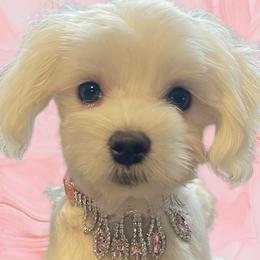 Dachshunds, Dalmatians, Havanese, Maltese, Pomeranians, and Poodles from Destination Dalmatian