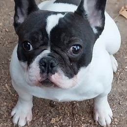 Kahlua - French Bulldog