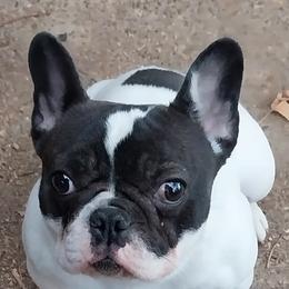 Kahlua - French Bulldog