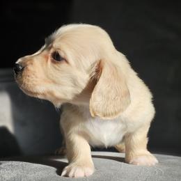 Yellow collar - Cream female Dachshund puppy in Pasco, Washington from Loyal Lil Dachshunds