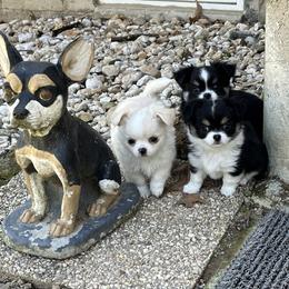 Chihuahua Puppies from Rossmoyne Chihuahuas