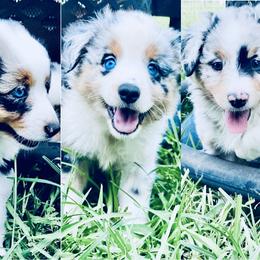 Miniature American Shepherds and Miniature Australian Shepherds from East to Western Aussies