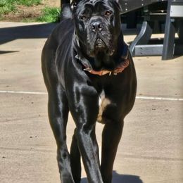 Onyx - Cane Corso
