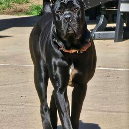 Onyx - Cane Corso