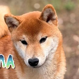 Benikuma - Shiba Inu