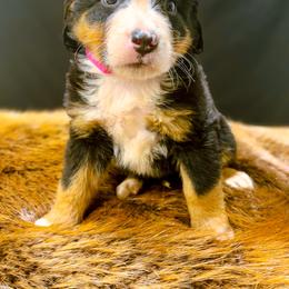 Reese - Black rust and white female Bernese Mountain Dog puppy in Alabama from Dogwood Creek Bernese