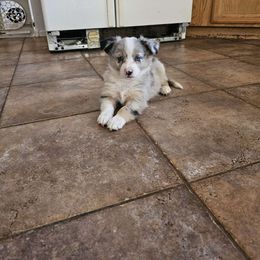 SQL (Girl 5) - Blue merle Australian Shepherd puppy in Goodyear, Arizona from Kingdom Kennels
