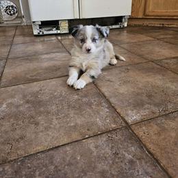 SQL (Girl 5) - Blue merle Australian Shepherd puppy in Goodyear, Arizona from Kingdom Kennels