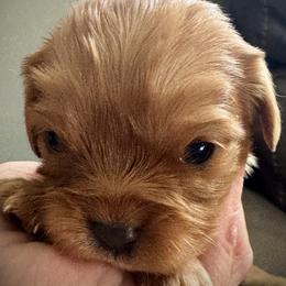 Whisky - Ruby male Cavalier King Charles Spaniel puppy in Wadsworth, Nevada from T/V Cavalier's