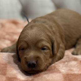 Oak - Gray Collar Boy - Red  male Goldendoodle puppy in Pleasant Hill, Iowa from Harvest Creek