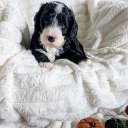 Winnie - Black and white female Bernedoodle puppy in Elkhart, Iowa from Quality Iowa Doodles