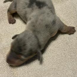 Maggie - Gray (blue) and tan female Dachshund puppy in Hardy, Arkansas from Tracy's Dachshunds