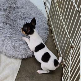 Tres - White black and tan male Toy Fox Terrier puppy in Leeton, Missouri from Foxlace Farms Toy Fox Terriers