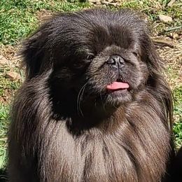 Avatar - Pekingese