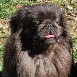 Avatar - Pekingese