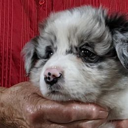 Boy 1 - Border Collie puppy in Kingston, Ohio from Old Hickle Place
