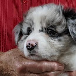 Boy 1 - Border Collie puppy in Kingston, Ohio from Old Hickle Place
