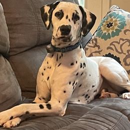 Comet  - Dalmatian