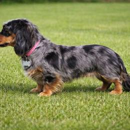 Odie - Dachshund