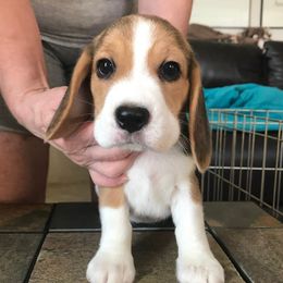 Beagle Puppies from Terwillegar Beagles