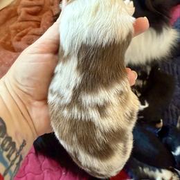 Riot - Red merle male Miniature Australian Shepherd puppy in Gatesville, Texas from Southern Promise Aussie’s