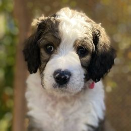 Bernedoodles from Copperstone Bernedoodles