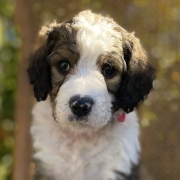Bernedoodles from Copperstone Bernedoodles