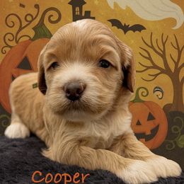 Cooper - Apricot male Australian Labradoodle puppy in Eastover, North Carolina from Joyful Hearts Australian Labradoodles