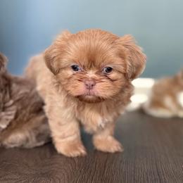 Boy 3 - Lilac male Shih Tzu puppy in Union City, Georgia from Chinx Puppy Songs