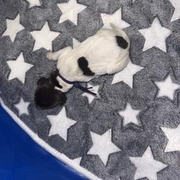 Purple - White and liver female German Shorthaired Pointer puppy in Macclenny, Florida from Steven & Melissa’s pointer