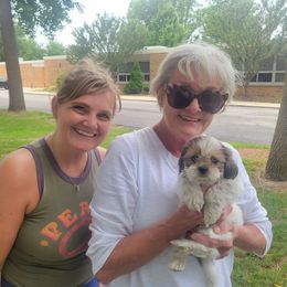 Doyle - Brindle and white male Mal-Shi puppy in Mundelein, Illinois from FurEver Friends Designer Breeds