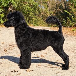 Portuguese Water Dog puppies from Next Generation