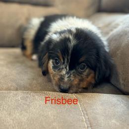Miniature Australian Shepherd Puppies from Dutton's Show Me Farms