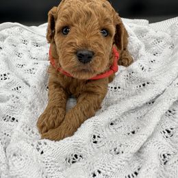 Cavapoo and Poodle Puppies from Klaus Poodles