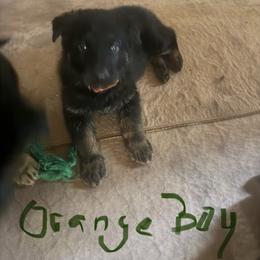 Orange collar boy - Bi-color male German Shepherd puppy in Centralia, Illinois from Janices AKC German Sheperds LLC