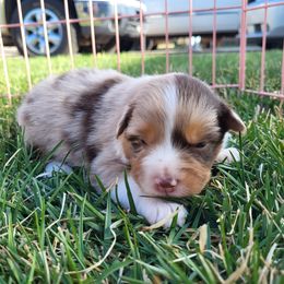 Australian Shepherd Puppies from Charmed Australian Shepherds