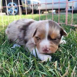 Australian Shepherd Puppies from Charmed Australian Shepherds